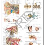 Anatomy Charts