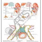 Pharmacology