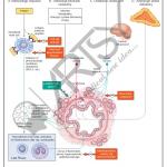 Pharmacology