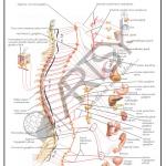 Anatomy Charts