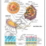 Bio Chemistry Chart