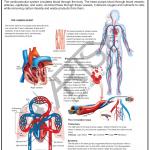 Anatomy Charts