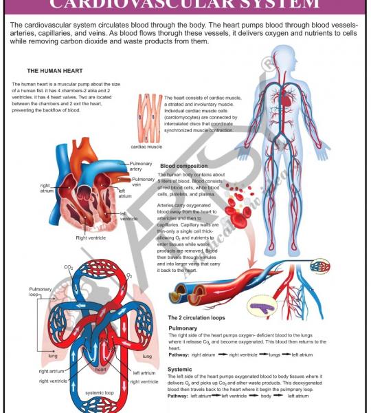 Anatomy Charts
