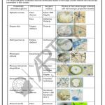Bio Chemistry Chart