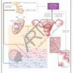 Pharmacology