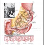 Pathology Charts