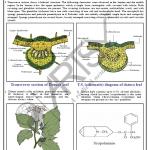 Pharmacognosy Charts