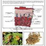 Pharmacognosy Charts
