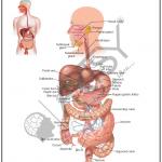 Anatomy Charts
