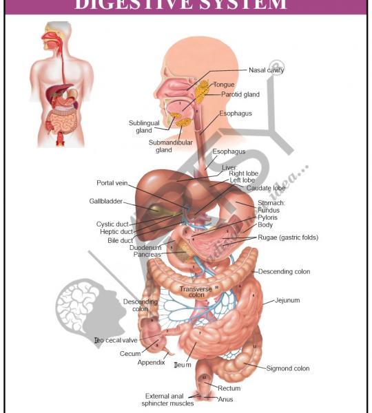Anatomy Charts
