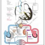 Pharmacology