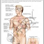 Anatomy Charts