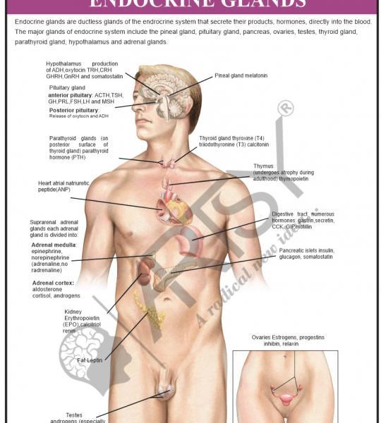 Anatomy Charts