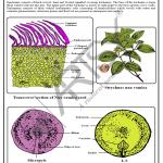 Pharmacognosy Charts