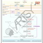 Bio Chemistry Chart
