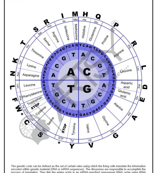 Bio Chemistry Chart