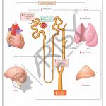Pharmacology