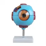 Giant Eye Model premium quality