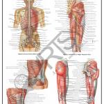 Anatomy Charts