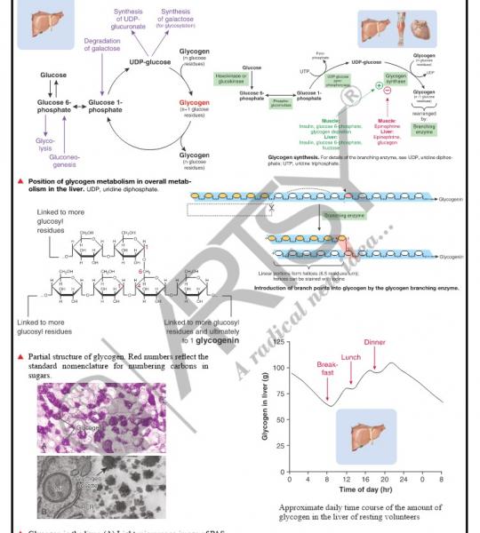 Bio Chemistry Chart