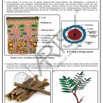 Pharmacognosy Charts