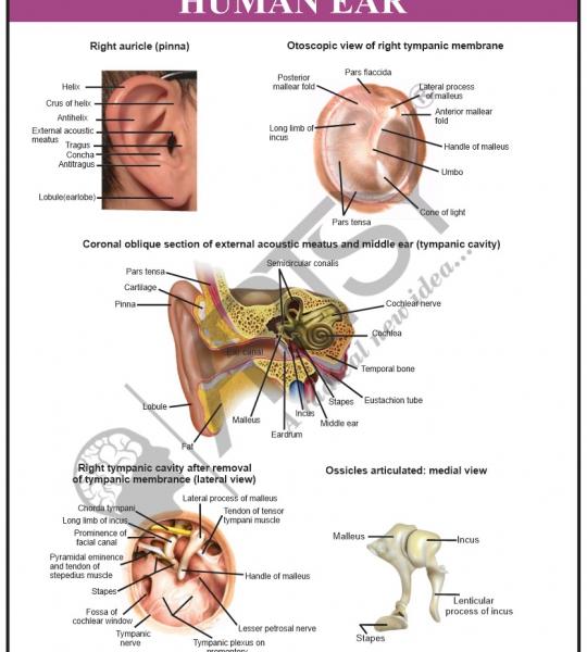 Anatomy Charts
