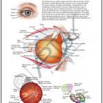 Anatomy Charts