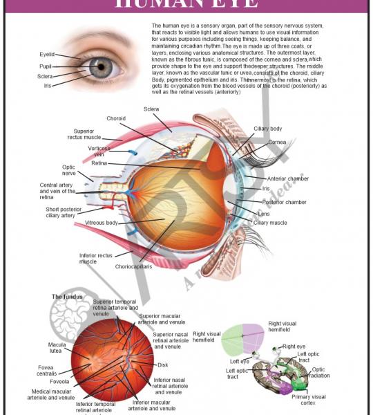 Anatomy Charts