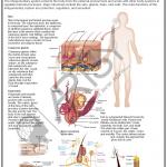 Anatomy Charts