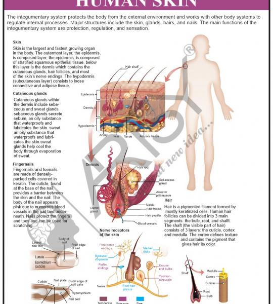Anatomy Charts