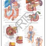 Anatomy Charts