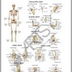 Anatomy Charts