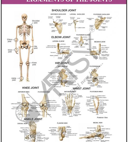 Anatomy Charts