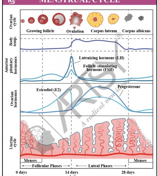 Anatomy Charts