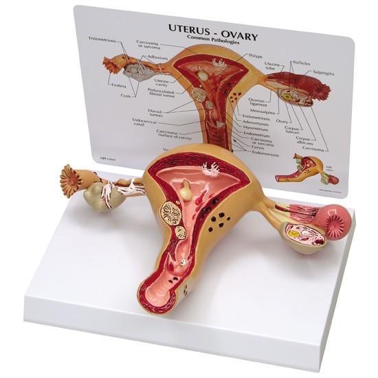 Women's Health Education