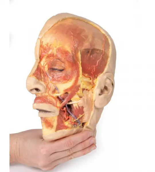 3D Printed Superficial Face