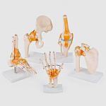 Anatomical Joint Model Set of 5 – Knee, Shoulder, Hip, Foot & Hand | Medical-Grade Teaching Models