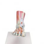 Foot Skeleton, Ligaments and Muscles