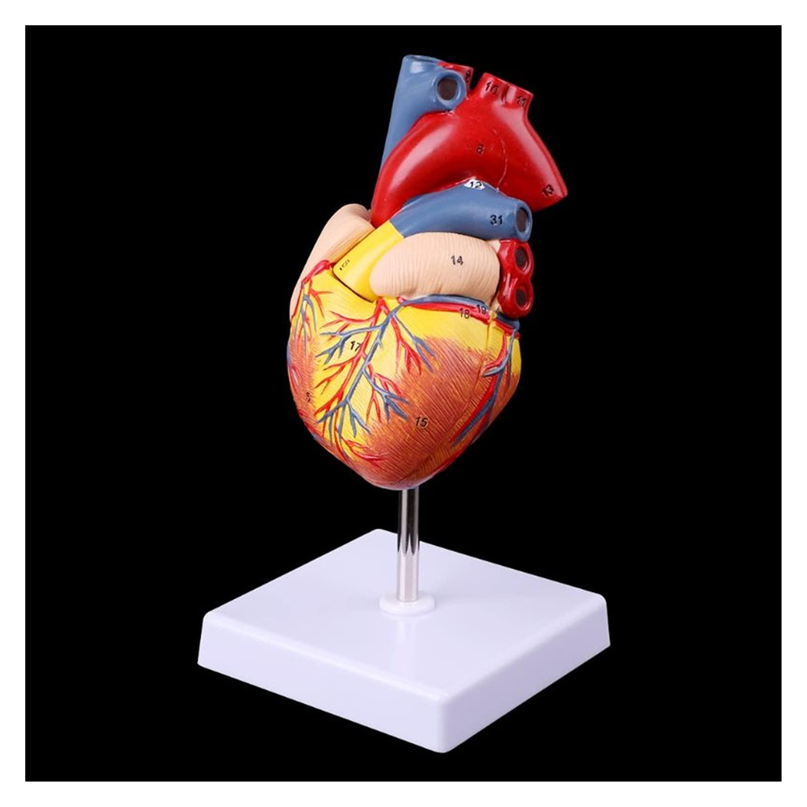 Human Heart Model (2-Parts) With Numbers For Easy Identification Of ...