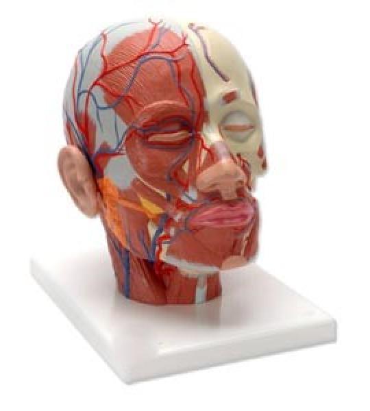 Head Musculature with Blood | Anatomical Model