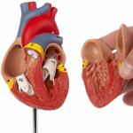 Human Heart Model (2-Parts) With Numbers For Easy Identification Of Various Anatomical Structures