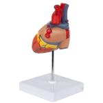 Human Heart Model (2-Parts) With Numbers For Easy Identification Of Various Anatomical Structures