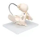 Birth Demonstration Model ✮ Premium Model ✮ Medical Grade Quality ✮ 5-Year Warranty