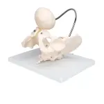 Birth Demonstration Model ✮ Premium Model ✮ Medical Grade Quality ✮ 5-Year Warranty