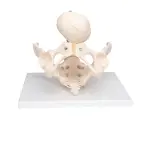 Birth Demonstration Model ✮ Premium Model ✮ Medical Grade Quality ✮ 5-Year Warranty