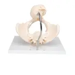 Birth Demonstration Model ✮ Premium Model ✮ Medical Grade Quality ✮ 5-Year Warranty