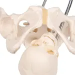 Birth Demonstration Model ✮ Premium Model ✮ Medical Grade Quality ✮ 5-Year Warranty