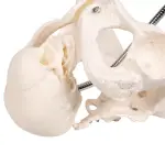 Birth Demonstration Model ✮ Premium Model ✮ Medical Grade Quality ✮ 5-Year Warranty