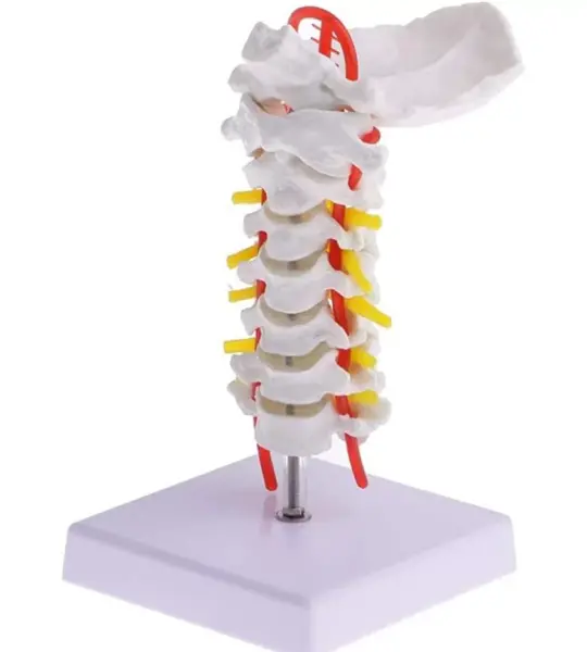 Cervical Vertebral Column With Neck Artery
