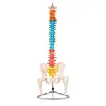 Didactic Human Spine Model for Regional Anatomy Education